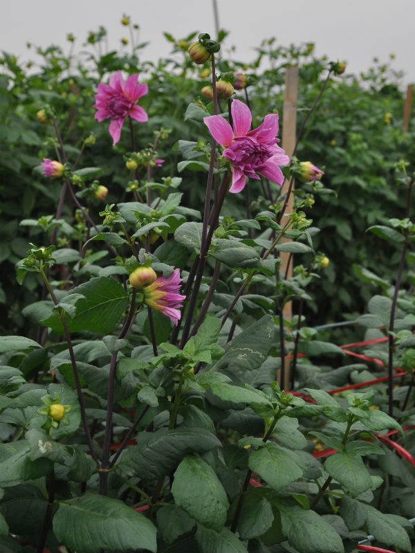 Tay Tuu flower village in Spring - ảnh 7
